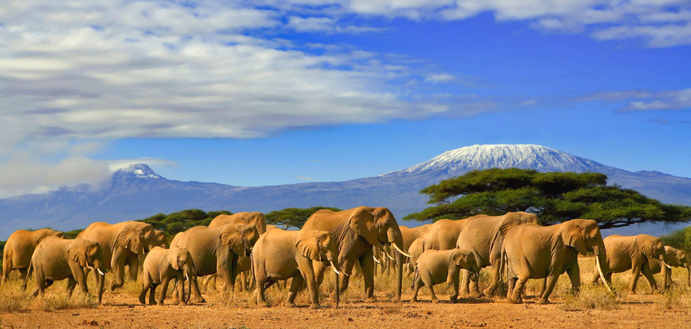 Kilimanjaro Tanzania African Elephants Safari